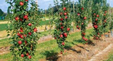 Nejlepší a nové odrůdy sloupcových jabloní pro oblast moskvy s popisem